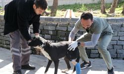 Tramvayın çarptığı köpeğin ezilen ayağı kurtarılmaya çalışılıyor