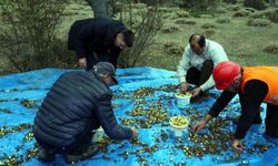 Bu köyde 60 ton toplanacak, sirke ve marmelatıı yapılacak