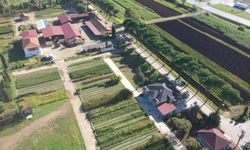 Samsun, Amasya, Çorum ve Tokat'ta 10 milyon üretiliyor, Türkiye'ye nefes oluyor
