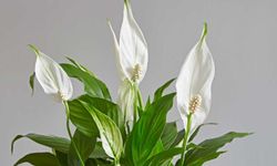 Yelken (Barış) Çiçeği: Ev ve Ofislerin Gözdesi, Bakımı ve Faydaları