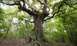 Rüyada Ağaç Görmek: Yaşamın Farklı Yönlerine Dair Gizemli İşaretler