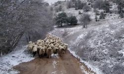 Tokat'ta kar bastırdı, koyunlar mahsur kaldı