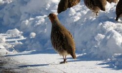 Erzurum'da çil keklikler karlar üzerinde yiyecek ararken görüntülendi