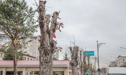 Sivas Belediyesi ağaçlara zarar verenler hakkında suç duyurusunda bulundu