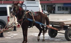 Rüyada At Arabası Görmek: Yolculuğun, Keşfin ve Değişimin Sembolü
