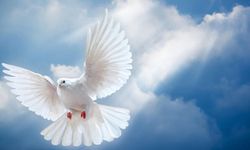 Rüyada Beyaz Güvercin Görmek: Barış ve Umudun Uçuşan Sembolü