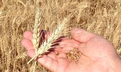 Rüyada Buğday Görmek: Bereketin, Büyümenin ve Potansiyelin Sembolik Yansıması