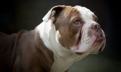 Rüyada Bulldog Köpeği Görmek: Anlamı ve Psikolojik Yansımaları