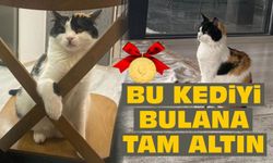 Bu kediyi bulan yaşadı