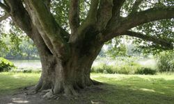 Rüyada Çınar Ağacı Görmek: Uzun Ömür, Güç ve Korumanın Sembolik Temsili