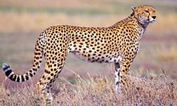 Rüyada Çita Görmek: Hız ve Gücün Sembolü