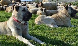 Rüyada Çoban Köpeği Görmek: Anlamı ve Yorumları