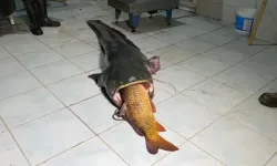 Tokat Almus'da Değil Bakın Dev Yayın Balığı Nerede Yakalandı?