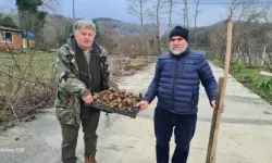 Toprak altında yetişen yer elmasının hasadı başladı