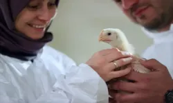 Aile çiftliğinde yüz binlerce tavuk yetiştiriyorlar