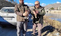 Amasya’da evinde 9 yaban hayvanı bulunan şahsa 55 bin TL ceza