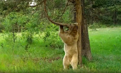 Dans eden ayı foto kapana yakalandı!