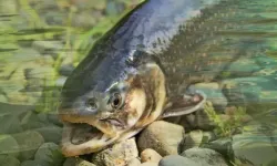 Rüyada Derede Balık Görmek: Bereketin ve Bolluğun Müjdecisi