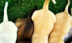 Köpekler Neden Kuyruk Sallar? Bu İşaretlerden Hangisi Saldırıcağı Anlamına Gelir?