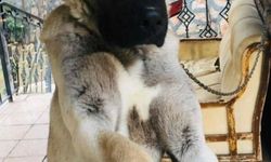 Kayıp köpek Kuzey, domuz sürüsünün peşine mi gitti?