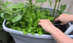 Evde Saksıda Roka Yetiştirmenin Kolay Yolları: Adım Adım Kılavuz