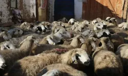 Tokat'ta hediye koyunla başladı, 200 koyunu oldu