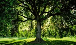 Evinizin Yakınına Dikilmemesi Gereken Tehlikeli Güzellikler: Risk Taşıyan Ağaçlar