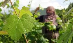 Tokat Asma Yaprağının Faydaları ve Zararları Nelerdir?