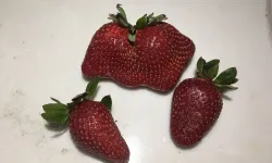 Tokat Kapalı Pazar Yerinden Alınan Çilekler Şaşırttı