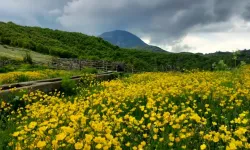 Tokat'ın Yayla Cenneti: Çiçeklerle Bezeli Çatak Yaylası