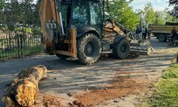 Düzce'de ağacın devrilmesi sonucu yere düşen kişi yaralandı