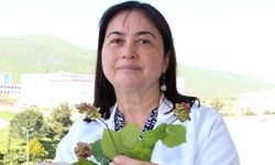 Fındık kozalak akarlarıyla kimyasal ve mekanik mücadele yapılması uyarısı