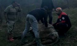 Karabük'te dere yatağına düşen gebe inek iş makinesiyle kurtarıldı