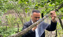 Ordu'da fındık sektörü paydaşları kahverengi kokarca zararlısıyla ilgili bilgilendirildi