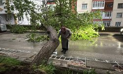 Yozgat'ta şiddetli rüzgar kayısı ağacını devirdi
