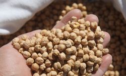 Yozgat'ta yerli nohut tohumlarının deneme ekimi yapıldı