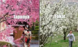 Japonya Sakura ile Dünya Sahnesinde; Tokat Sakura Bahçeleri Keşif Bekliyor