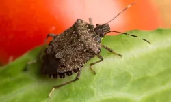 Karadeniz'i Kasıp Kavuran Kahverengi Kokarca Böceği Nedir, İnsana Zarar Verir mi?