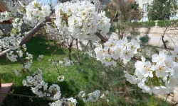 Tokat'ın Bahar Müjdecisi Kiraz Çiçekleri Açtı