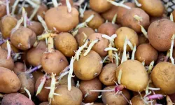 Filizlenmiş Patatesleri Yemek Zararlı mı? İşte Bilmeniz Gerekenler