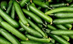 Salatalığın Sağlığa 8 Önemli Faydası: Yazın Vazgeçilmezi Sağlık Deposu