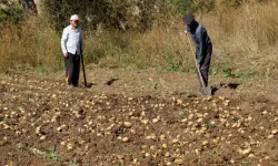 Başçiftlik ilçesinde patates ekimi başladı
