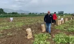 Tokat’ın Niksar İlçesi’nde Erkenci Patates Hasadı Başladı