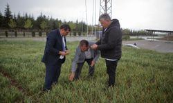 Çorum'da başlayan yağışlar çiftçileri umutlandırdı