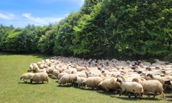 Samsun'da sürülerin yayla yolculuğu