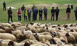 Koyunlarla kuzuların renkli buluşması
