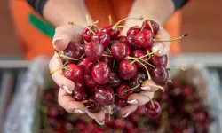 Tokat'ta Bir Kiraz Sezonu Daha Geldi, Paketleme Tesisi Bitmedi!