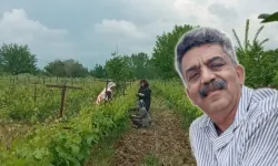 Erbaa'da "Organik" Bağ Yaprağı Çalınan Çiftçi'den Hırsıza Mesaj
