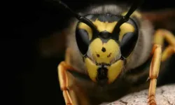Ordu, fındığı samuray arılarla koruyacak