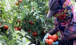 Domates üretiminin kırmızı alarm verdiği Tokat harekete geçti!